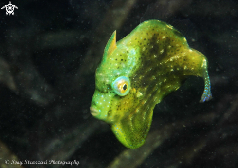 A Brachaluteres jacksonianus | Pygmy leatherjacket