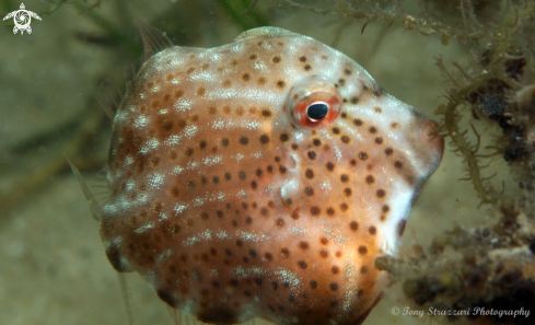 A Brachaluteres jacksonianus | Pygmy leatherjacket