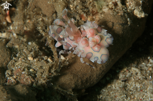 A Harlequin Shrimp