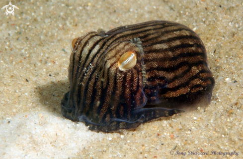 A Sepioloidea lineolata | Striped Pyjama Squid