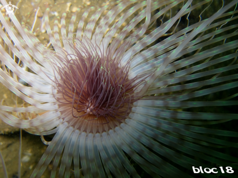 A tube anemone