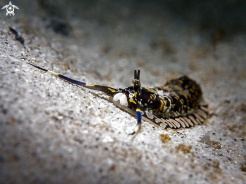 A Cerberilla ambonensis | Nudibranch