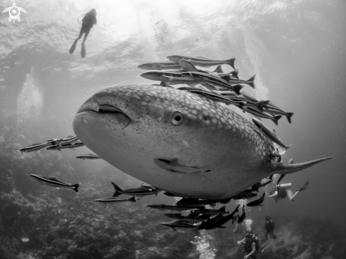 A Rhincodon typus | Whale Shark