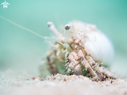 A Diogenidae sp. | Hermit Crab