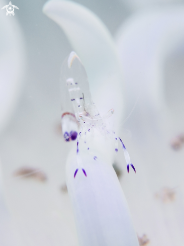 A Anemone Shrimp