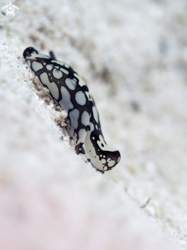 A Philinopsis pilsbry | Head Sheild Slug