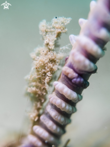 A Sea Pen Shrimp