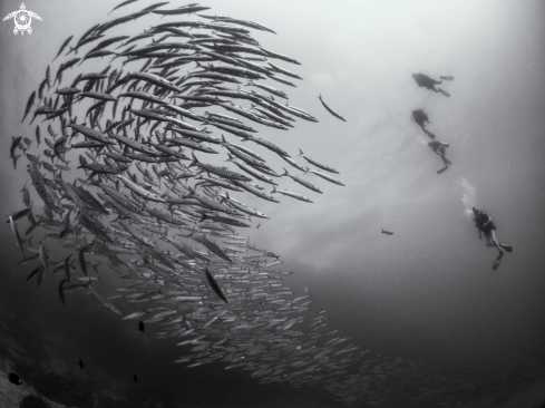 A Sphyraena qenie | Chevron Barracuda