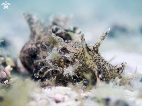 A Sea Hare