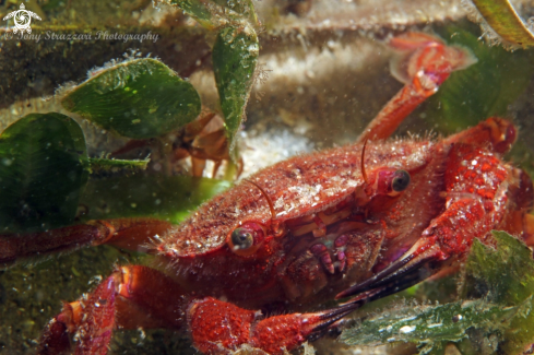 A Red swimming crab