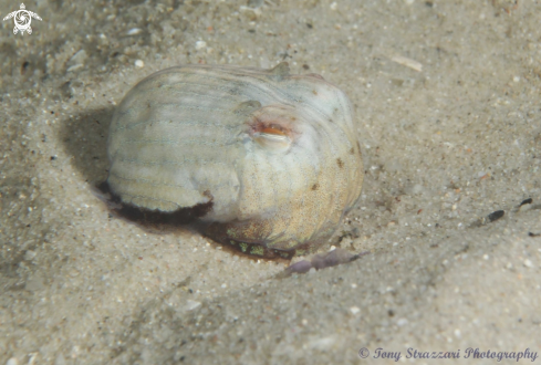 A Striped Pyjama Squid