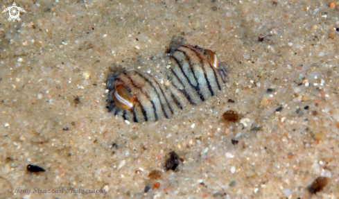A Sepioloidea lineolata | Striped Pyjama Squid