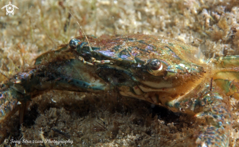 A Portunus armatus | Blue swimmer crab