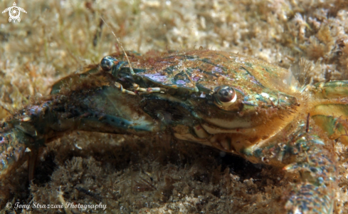 A Blue swimmer crab