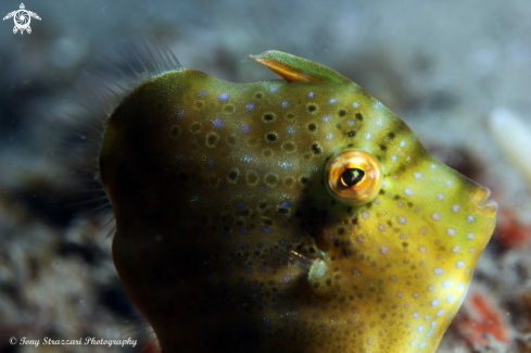 A Pygmy leatherjacket