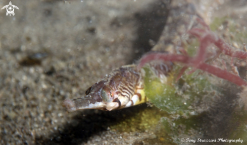 A Filicampus tigris | Tiger pipefish