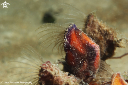 A Lepas pectinata | Goose barnacle