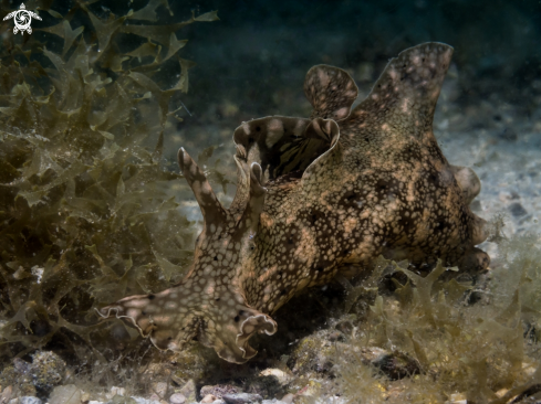 A Aplysia parvula | Sea Hare