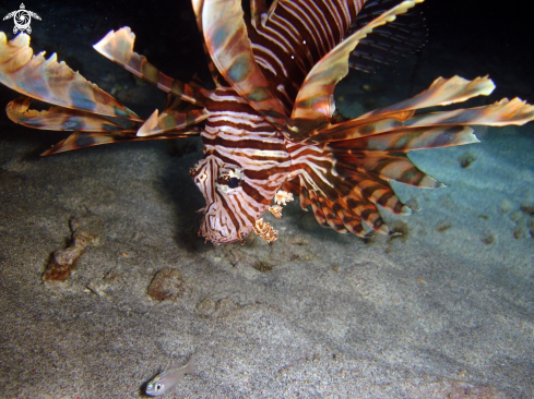 A lion fish