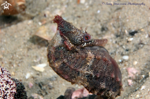 A White's seahorse