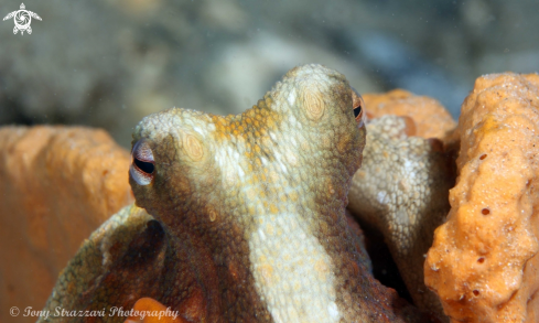 A Common octopus