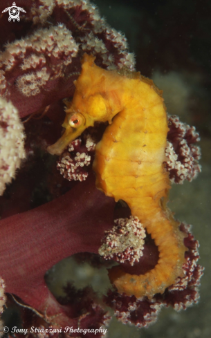 A Hippocampus whitei | White's seahorse