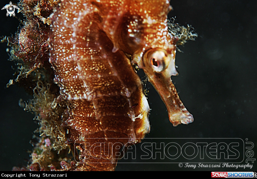 A White's seahorse