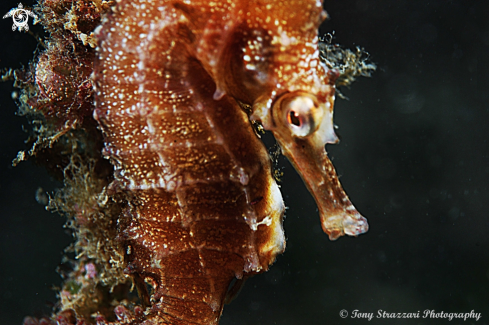 A White's seahorse