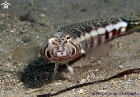 A Parapercis stricticeps | White Streaked Grubfish