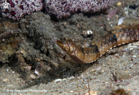 A Tiger pipefish