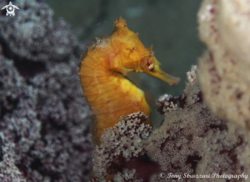 A Hippocampus whitei | White's seahorse