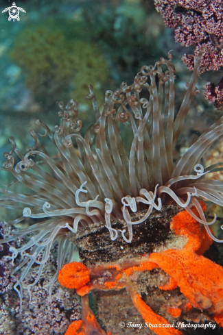 A Banded tube anemone