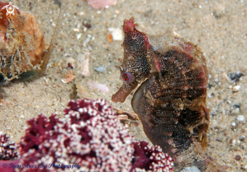 A Hippocampus whitei | White's seahorse