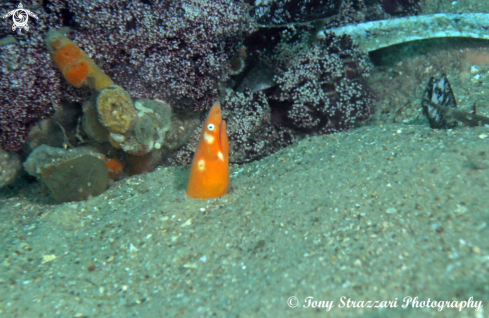 A Apterichtus flavicaudus | Sharpnose Snake Eel