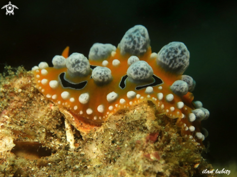 A Phyllidia ocellata | nudibranch