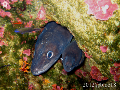 A conger eel and moray eel