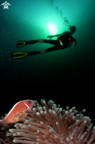 A Pink skunk clownfish