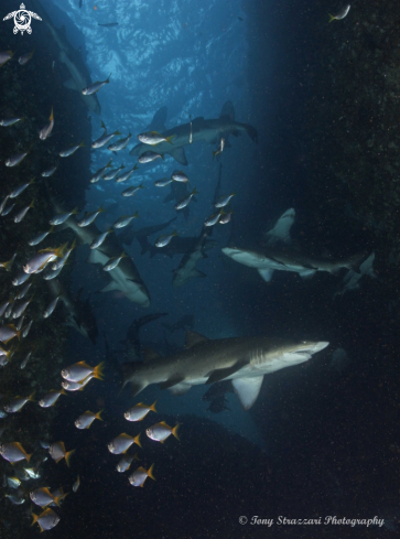 A Grey Nurse Shark (Sand Tiger, Ragged Tooth)