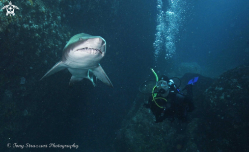 A Grey Nurse Shark (Sand Tiger, Ragged Tooth)