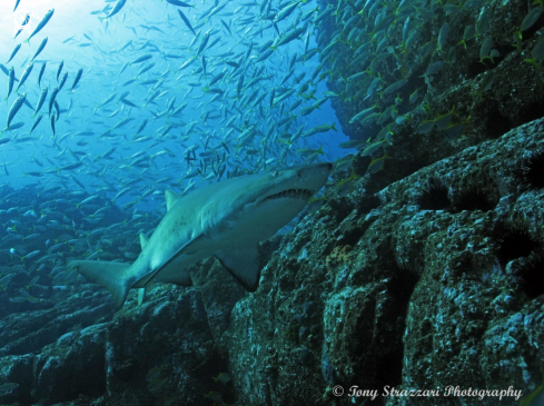 A Carcharias taurus | Grey Nurse Shark (Sand Tiger, Ragged Tooth)