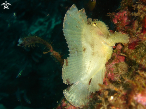 A poisson feuille