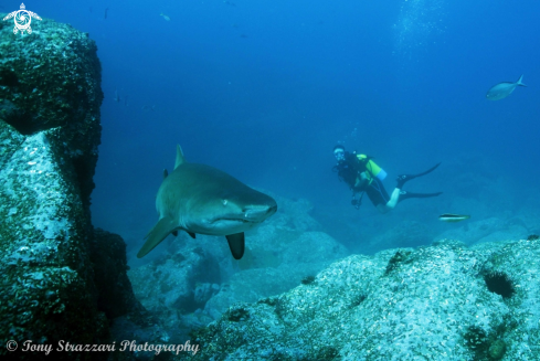 A Grey Nurse Shark (Sand Tiger, Ragged Tooth)