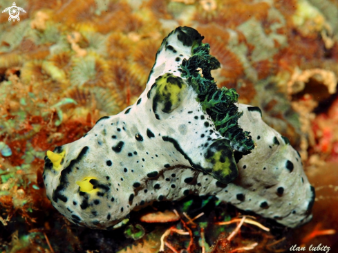 A nudibranch