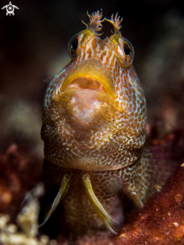 A Blenny