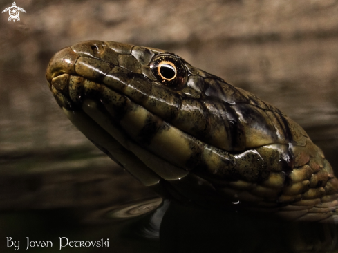 A Natrix tessellata | Vodena zmija Ribarica / Water snake -Dice snake.