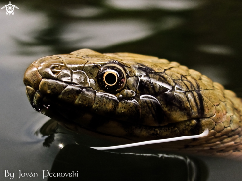 A Natrix tessellata | Vodena zmija Ribarica / Water snake - Dice snake.