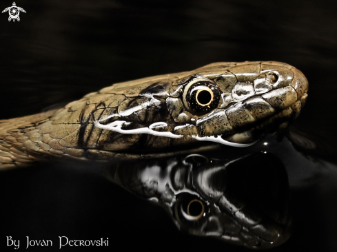 A Natrix tessellata | Vodena zmija Ribarica / Water snake - Dice snake.