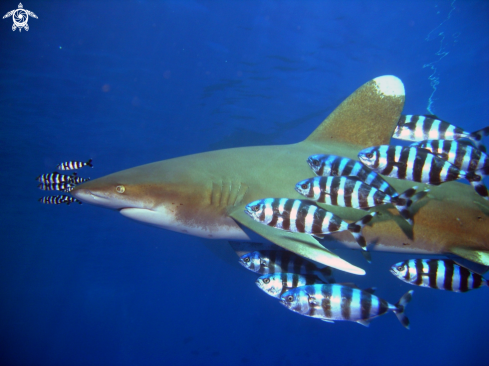 A requin longimane