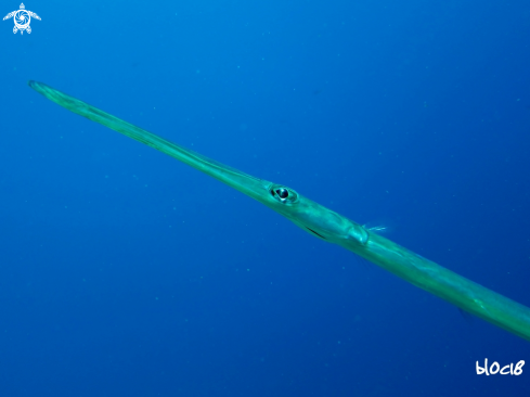 A Fistularia commersonii | reef cornetfish