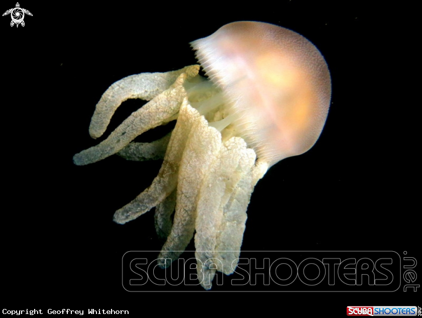 A Sea Blubber Jellyfish